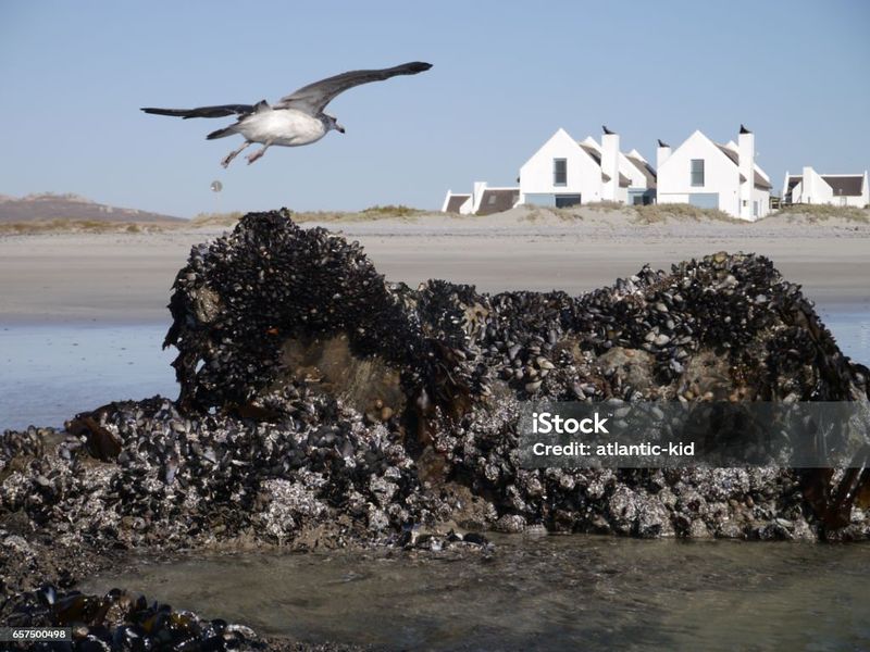 Your Dream Starts Here – Prime Stand in the Heart of Britannia Bay - Photo 7