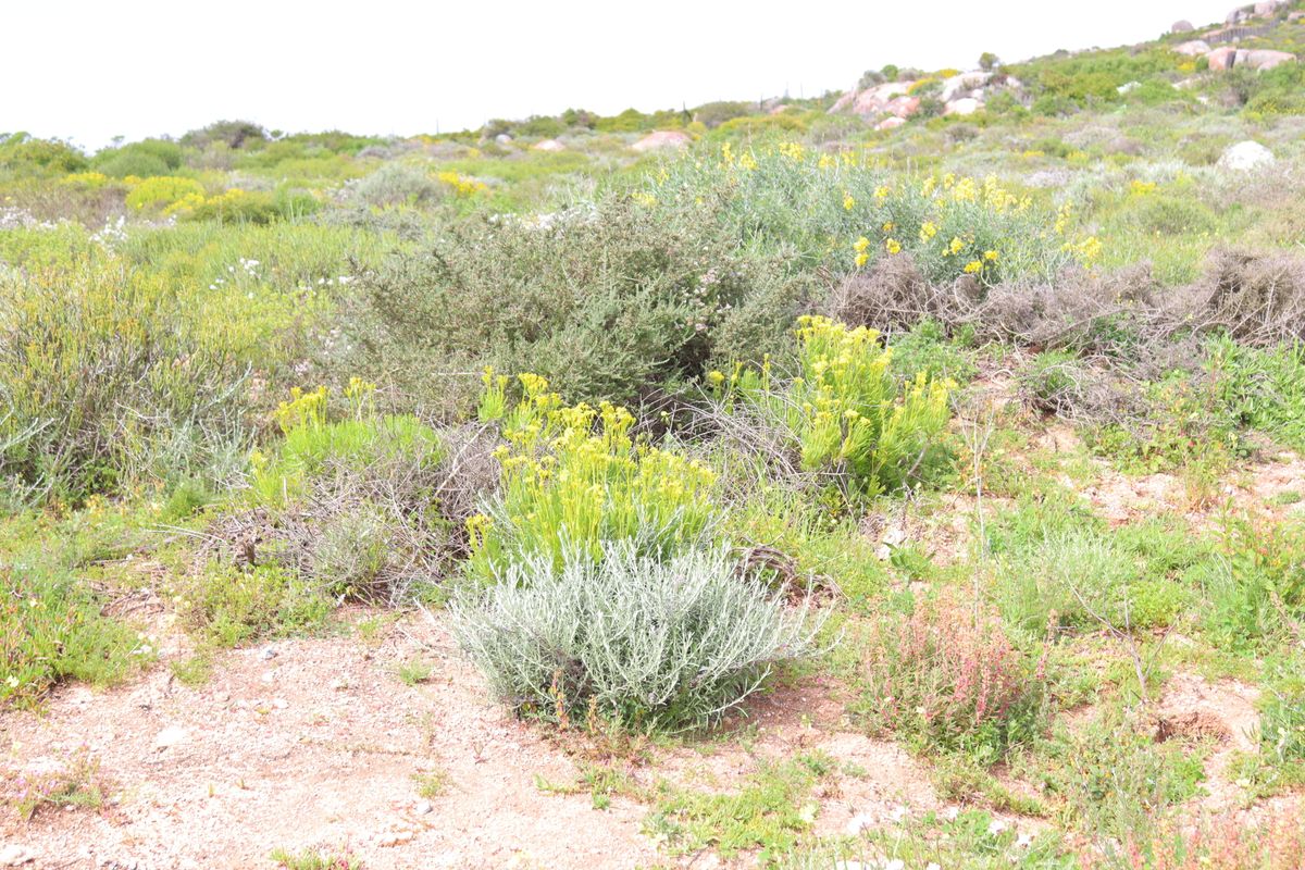 Vacant land for Sale in Kapteins Kloof, St Helena Bay - Photo 5