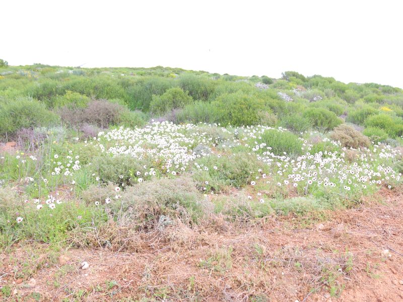 Vacant land for Sale in Steenberg Cove, St Helena Bay - Photo 3
