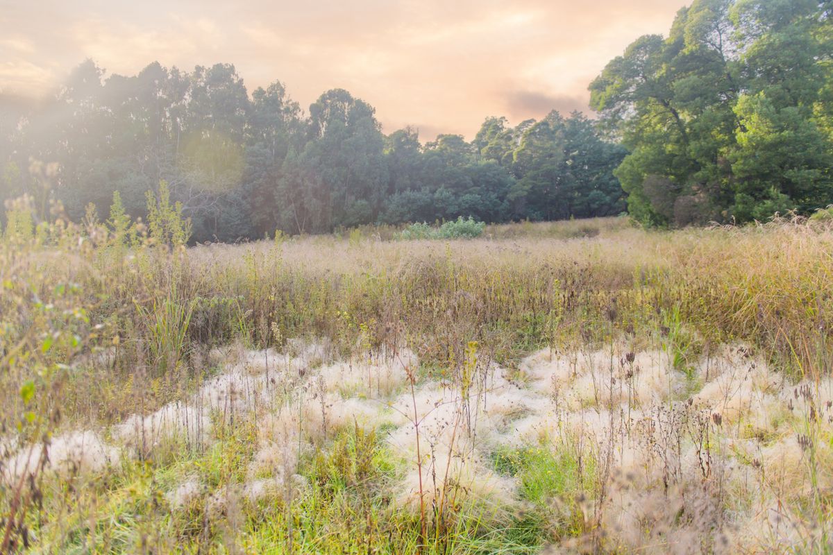 Exclusive Package Deal - Annandale Country Estate - Photo 5