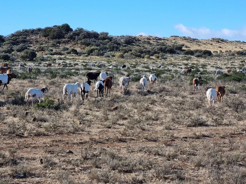Expansive open grazing land featuring natural veld vegetation and hilly terrain, suitable for livestock farming.