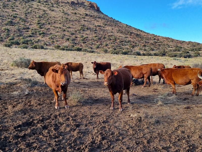 A wide view of the farm landscape featuring open grazing land with a mountainous backdrop.