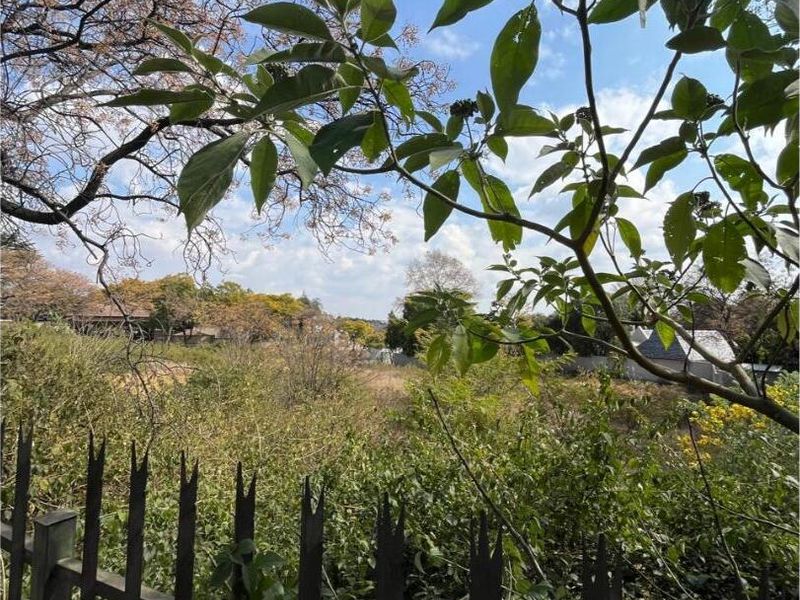 A view of a vacant residential plot featuring established trees and overgrown vegetation, enclosed by a metal spike fence.