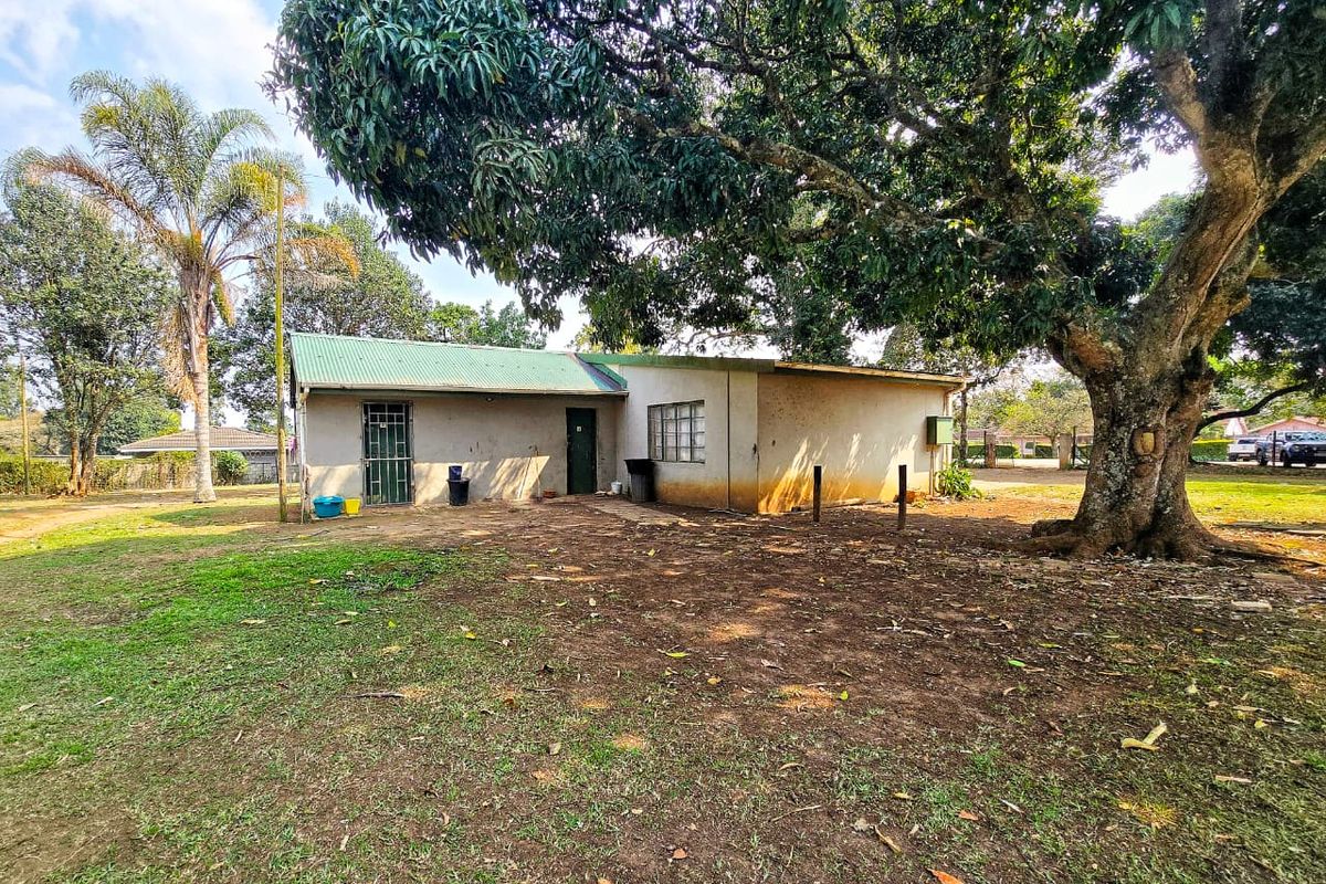Rear view of a single-story house featuring a corrugated metal roof, steel window frames, and a large mature tree in the garden.