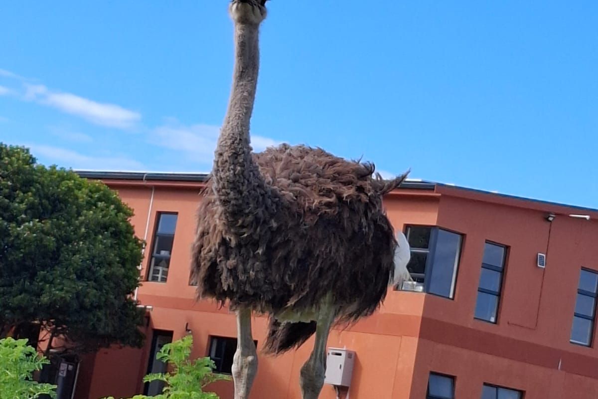 Lifestyle boutique Small holding in Franskraal - Photo 2