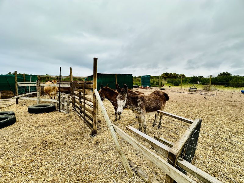 Lifestyle boutique Small holding in Franskraal - Photo 9