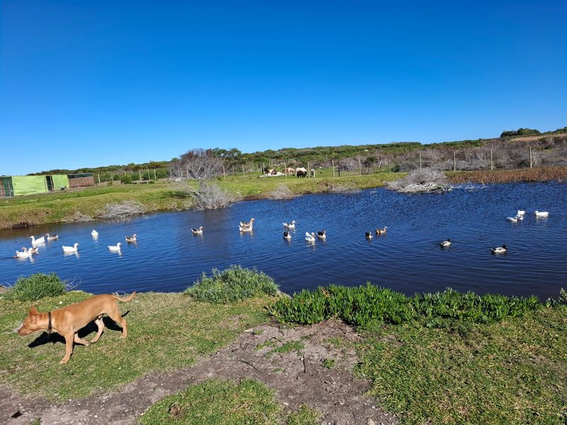 Lifestyle boutique Small holding in Franskraal - Photo 7