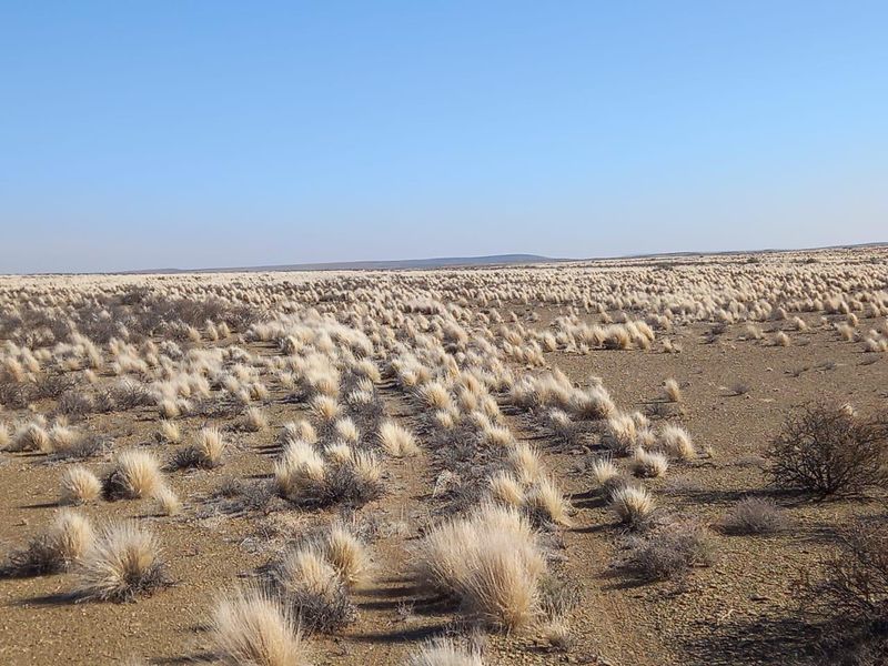 Expansive view of the open farm landscape featuring natural dry grassland and arid terrain under a clear blue sky.