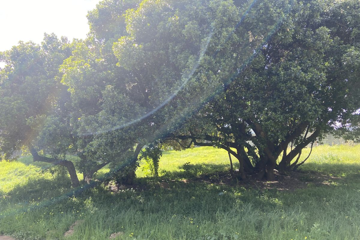 A view of a vacant residential plot featuring mature trees and natural grass coverage.