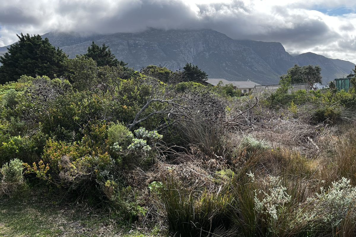 Vacant Land large erf in Heron Road Betty's Bay - Photo 4