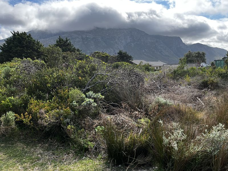 Vacant Land large erf in Heron Road Betty's Bay - Photo 4