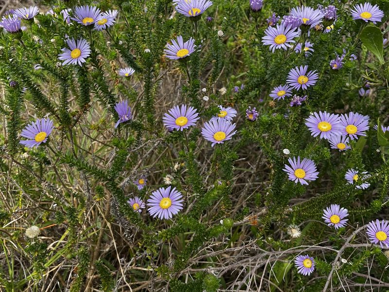 Vacant Land large erf in Heron Road Betty's Bay - Photo 9