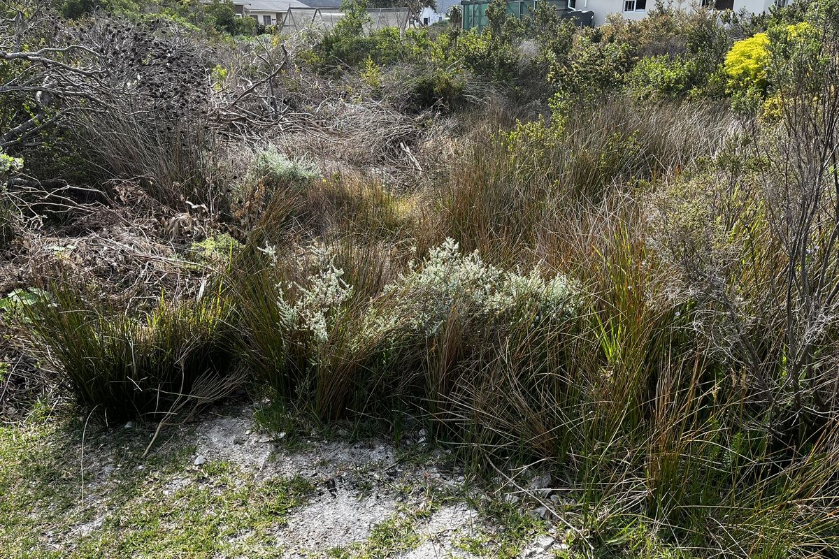 Vacant Land large erf in Heron Road Betty's Bay - Photo 3