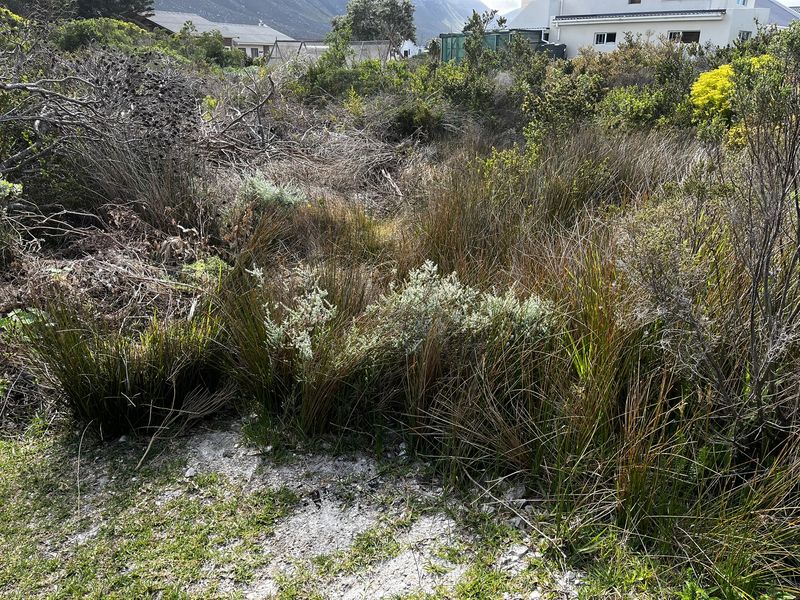 Vacant Land large erf in Heron Road Betty's Bay - Photo 3
