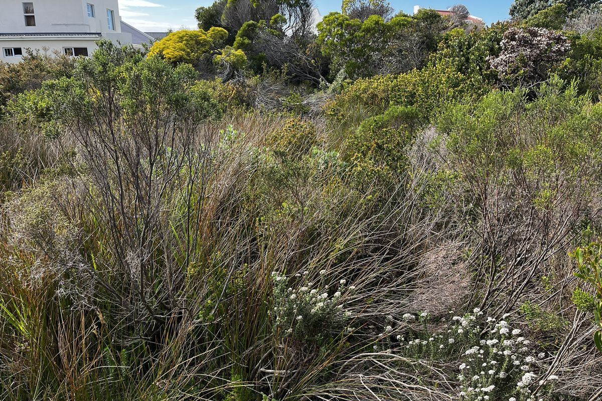 Vacant Land large erf in Heron Road Betty's Bay - Photo 2