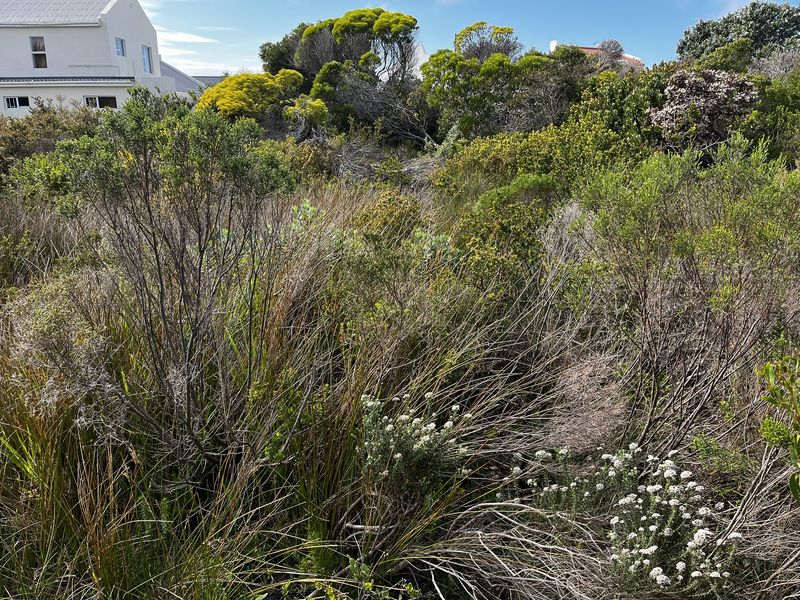 Vacant Land large erf in Heron Road Betty's Bay - Photo 2