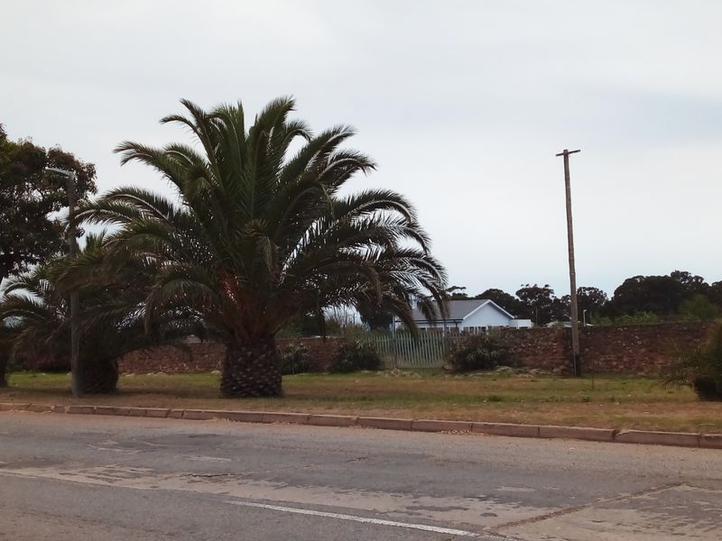 Street view of a vacant residential plot featuring mature palm trees, a stone boundary wall, and a utility pole.