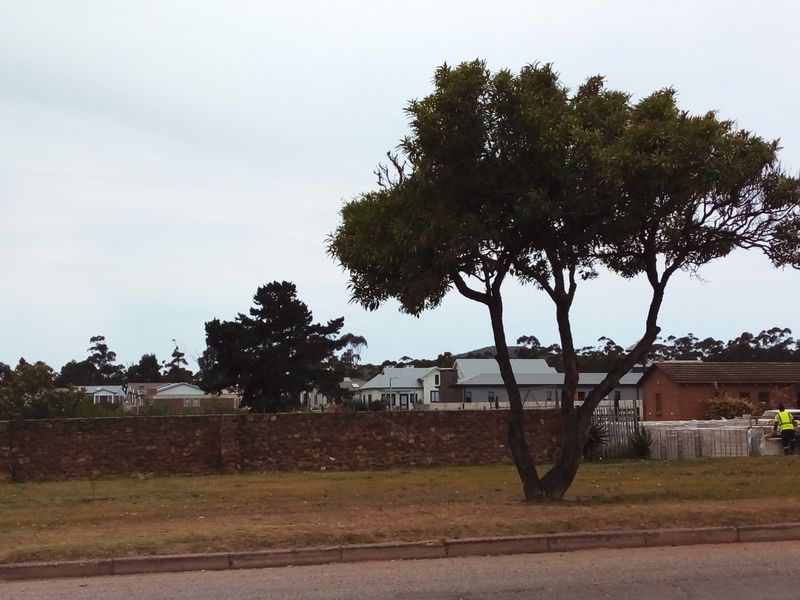 A vacant residential plot featuring a stone boundary wall, a mature tree, and street-side curb access in a developed neighborhood.