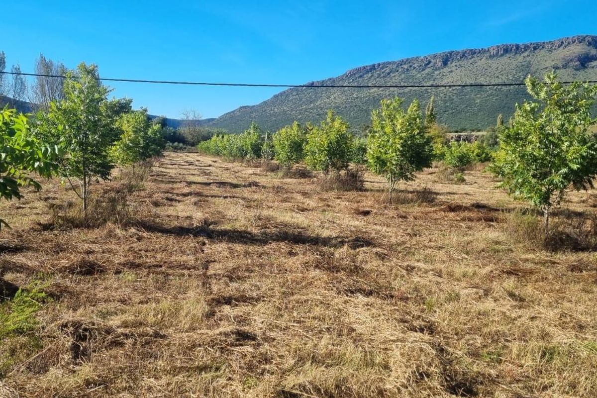 Queenstown Farm - A Pristine Agricultural Opportunity - Photo 5