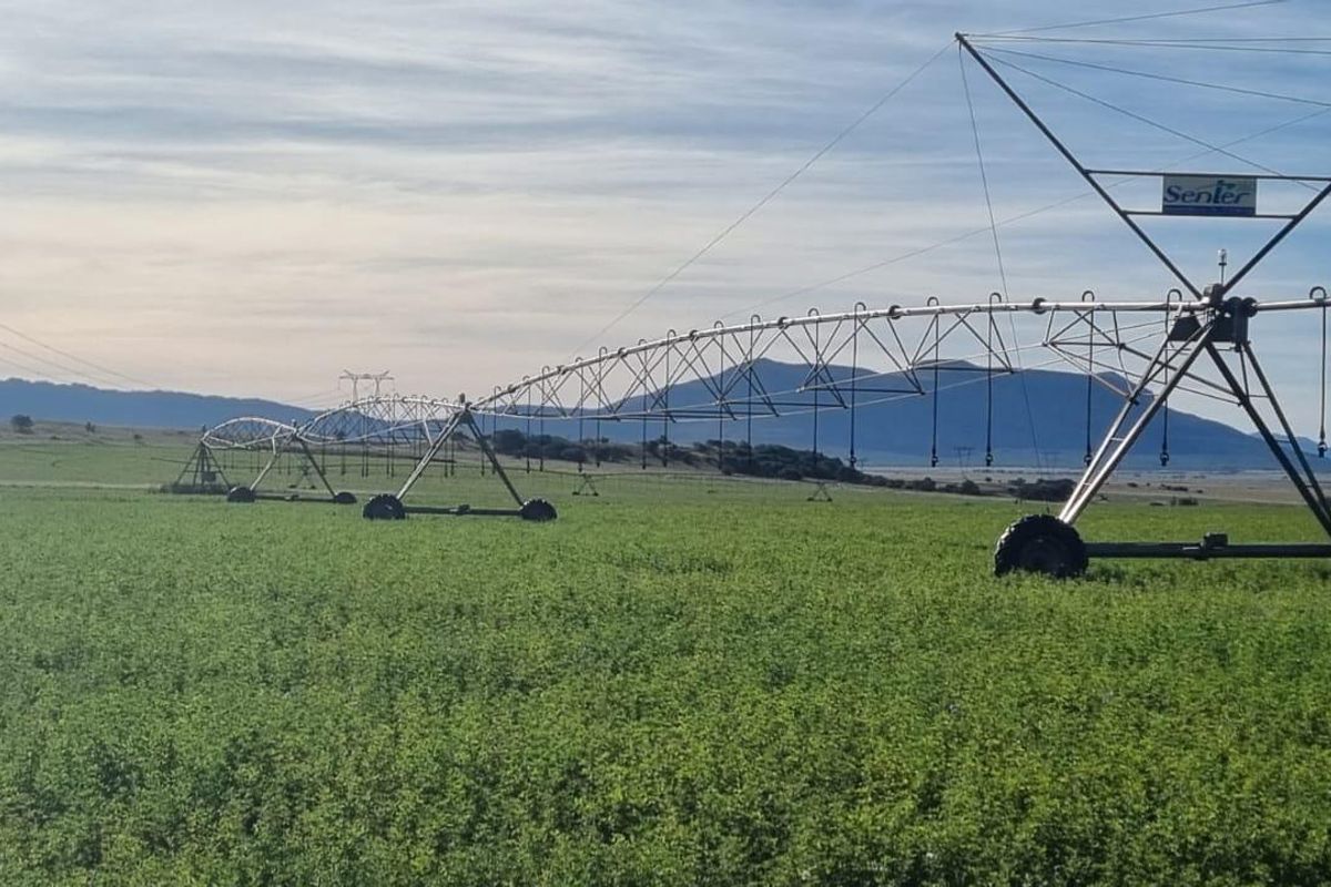 Queenstown Farm - A Pristine Agricultural Opportunity - Photo 3