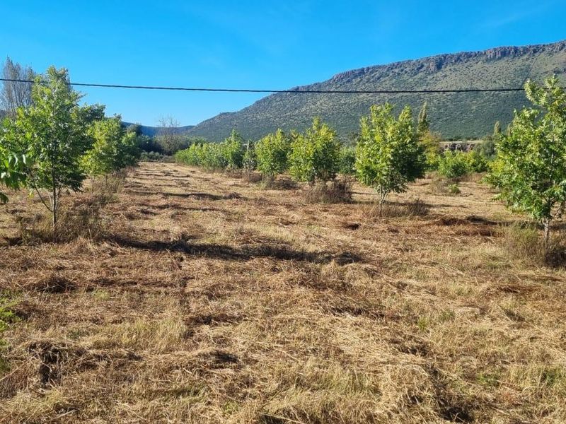 Queenstown Farm - A Pristine Agricultural Opportunity - Photo 5