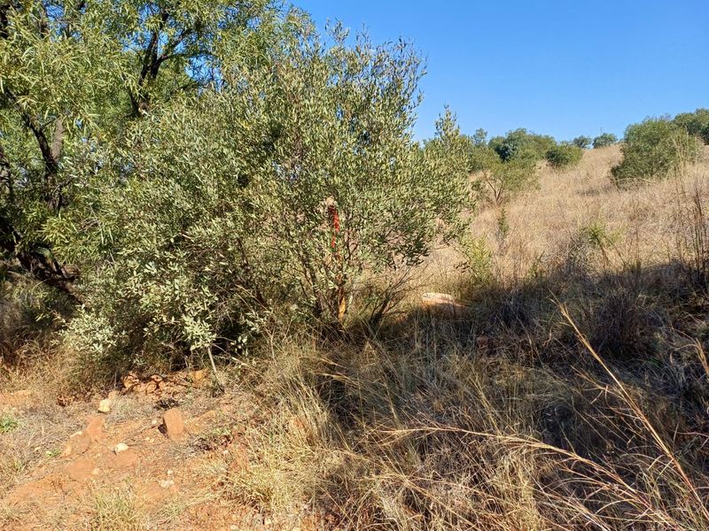 Nestled in Nature - Virgin Land - Photo 7