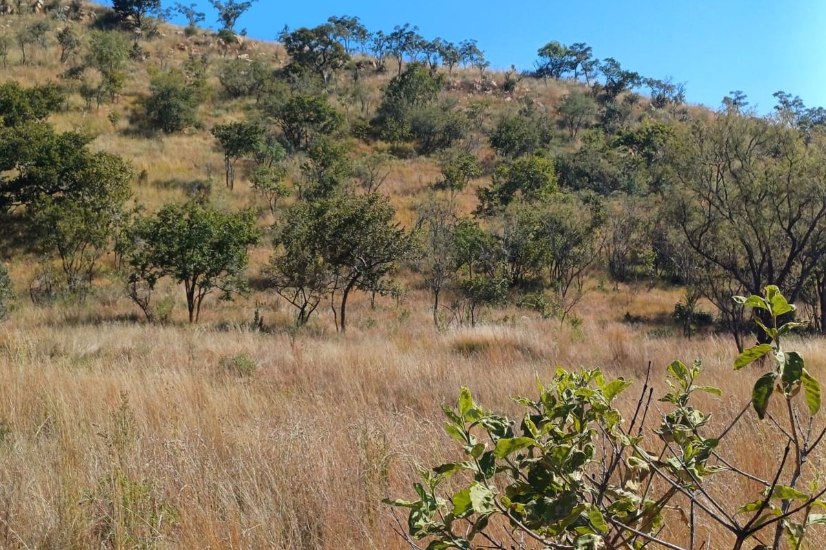 Nestled in Nature - Virgin Land - Photo 2