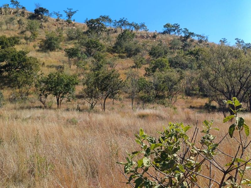 Nestled in Nature - Virgin Land - Photo 2