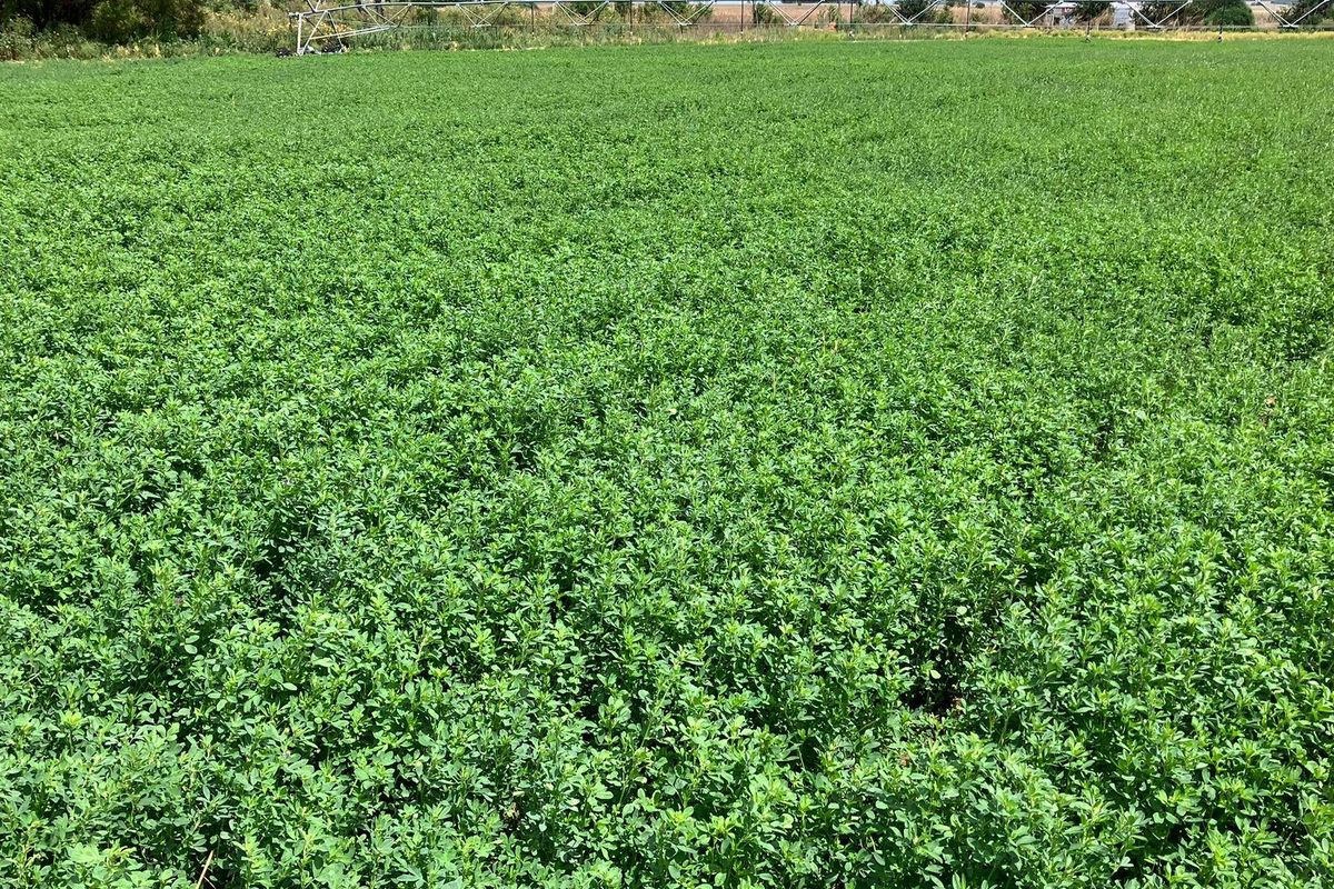 69 Ha Farm for sale. - Photo 5