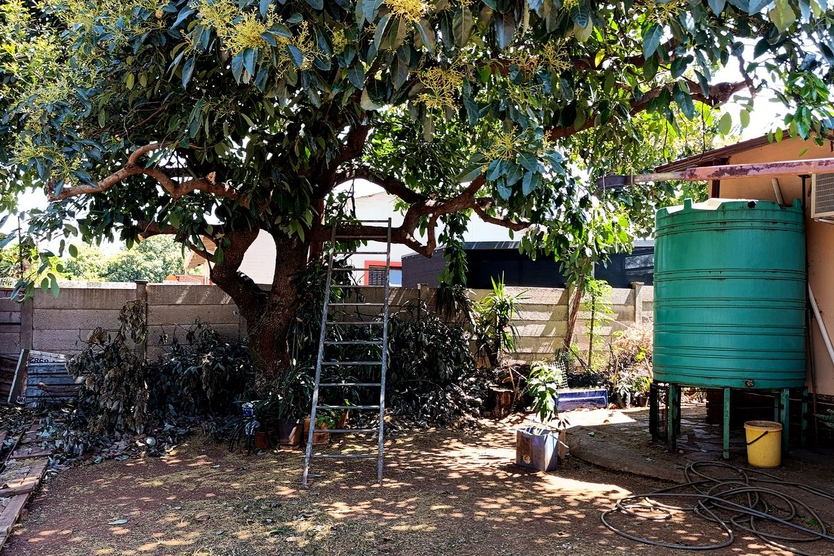 Rear garden area featuring a large mature tree, a green water storage tank, and a concrete boundary wall.