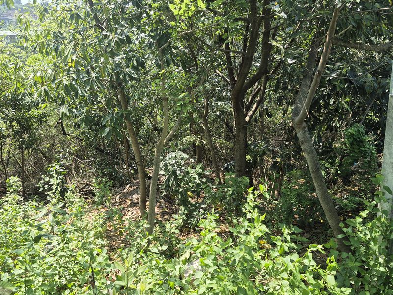 Dream boldly and create grandly - prime Westville property - Photo 10