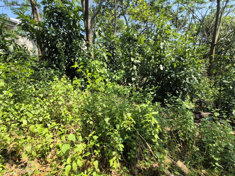 Dream boldly and create grandly - prime Westville property - Photo 7