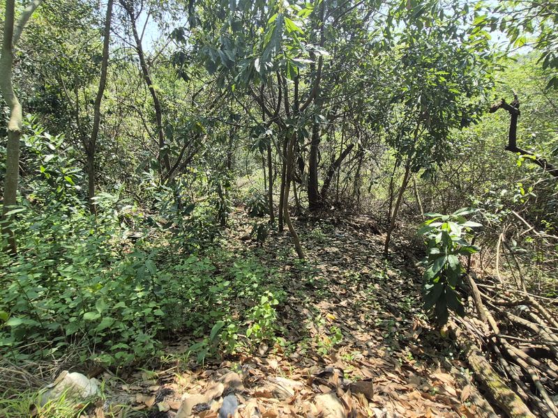 Dream boldly and create grandly - prime Westville property - Photo 8