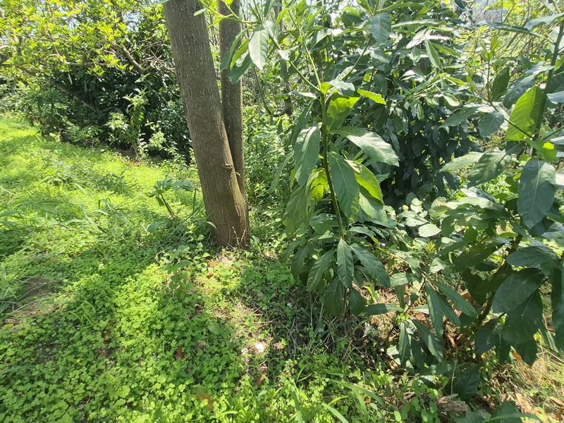 Dream boldly and create grandly - prime Westville property - Photo 6