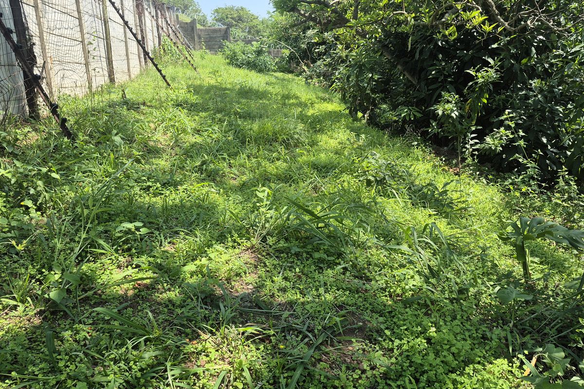 A view of an overgrown residential garden area featuring a concrete boundary wall and wire mesh fencing.