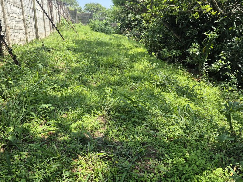 A view of an overgrown residential garden area featuring a concrete boundary wall and wire mesh fencing.