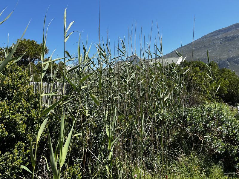 Sunny 600m2 vacant plot — walking distance to Grootvlei Lake - Photo 9