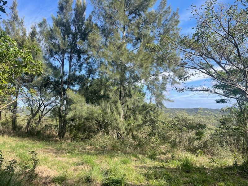 A scenic view of the natural landscape and mature trees on the small holding property.