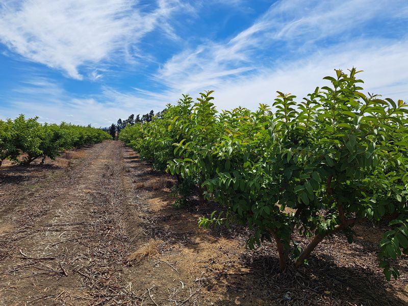 FINE RURAL LIVING - Photo 6