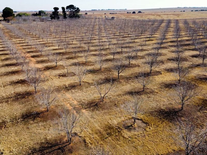 An aerial view of a large, established orchard on a farm, featuring rows of dormant trees across a dry landscape.