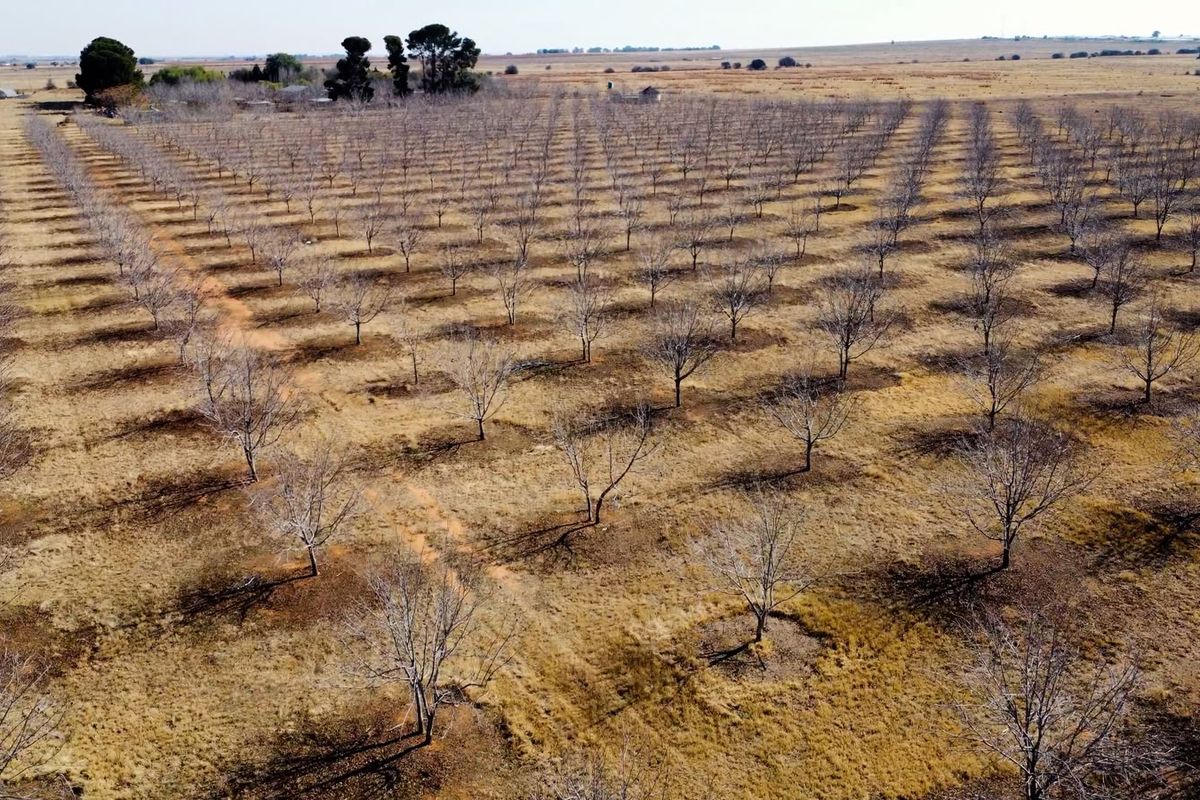 An aerial view of a large, established orchard on a farm, featuring rows of dormant trees across a dry landscape.