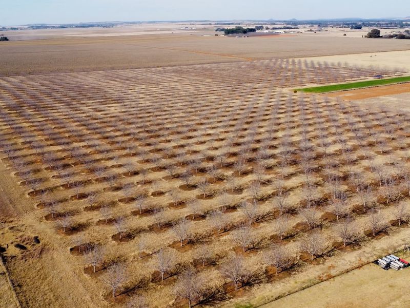 An aerial view of a large, well-maintained orchard on a farm, showcasing extensive rows of trees across the property landscape.