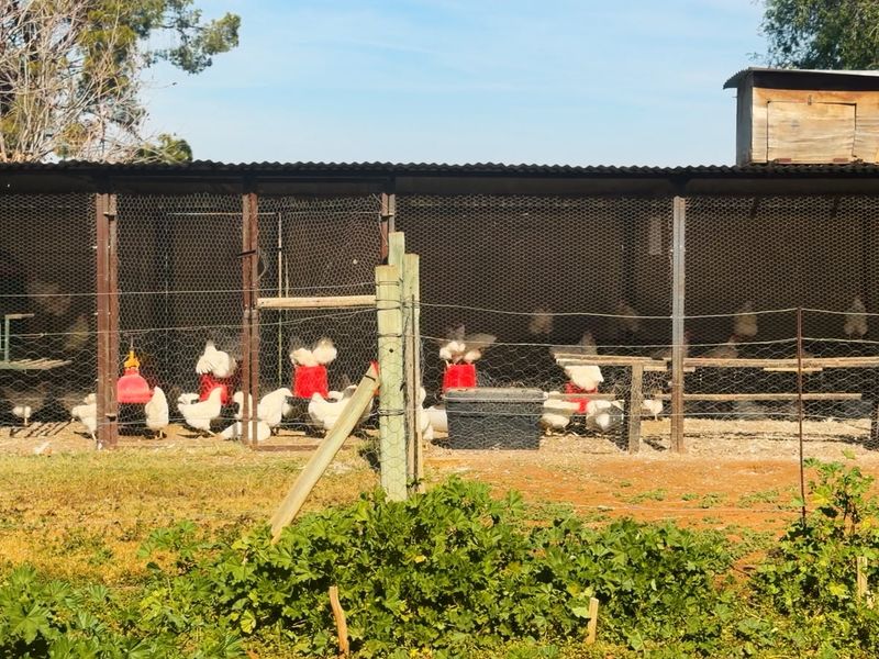 A functional outdoor poultry enclosure featuring wire mesh fencing, a corrugated metal roof, and a raised timber nesting box.