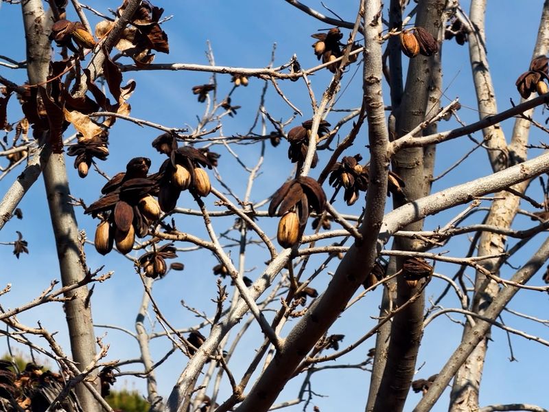 Close-up view of deciduous tree branches with seed pods against a clear blue sky on the farm property.