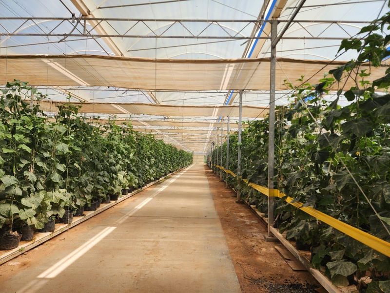 Klawer: Unique agricultural business opportunity in the Western Cape. - Photo 2