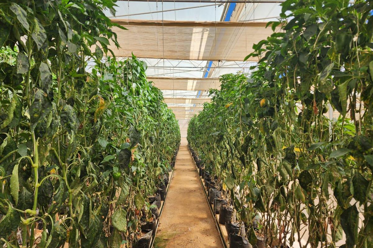 Klawer: Unique agricultural business opportunity in the Western Cape. - Photo 3