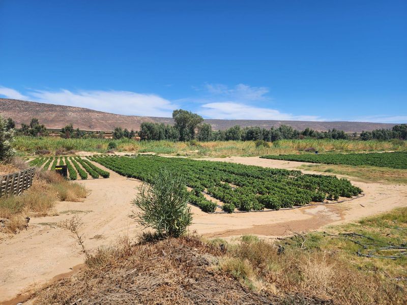Klawer: Unique agricultural business opportunity in the Western Cape. - Photo 5
