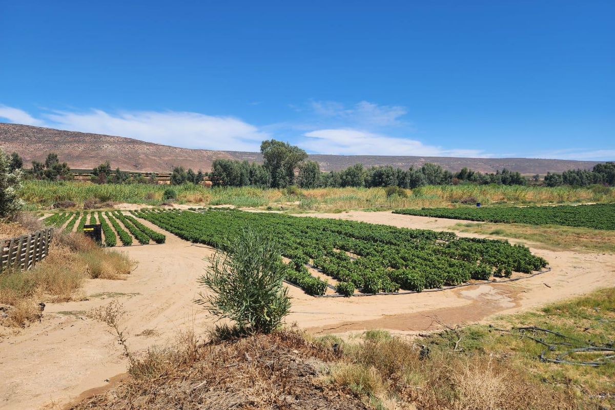 Klawer: Unique agricultural business opportunity in the Western Cape. - Photo 5
