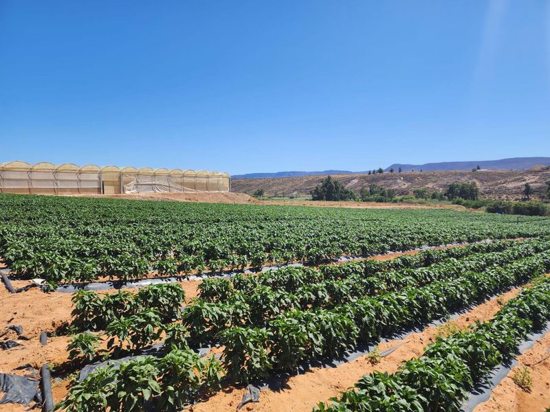 Klawer: Unique agricultural business opportunity in the Western Cape. - Photo 4