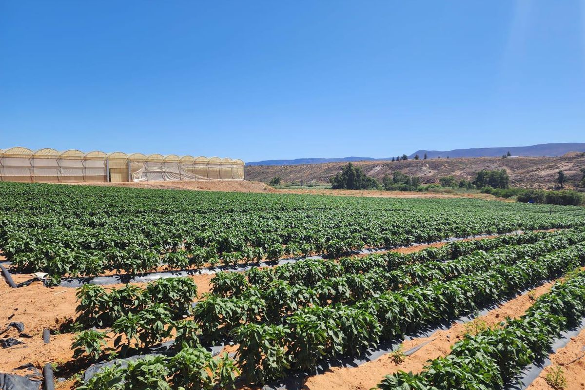 Klawer: Unique agricultural business opportunity in the Western Cape. - Photo 4
